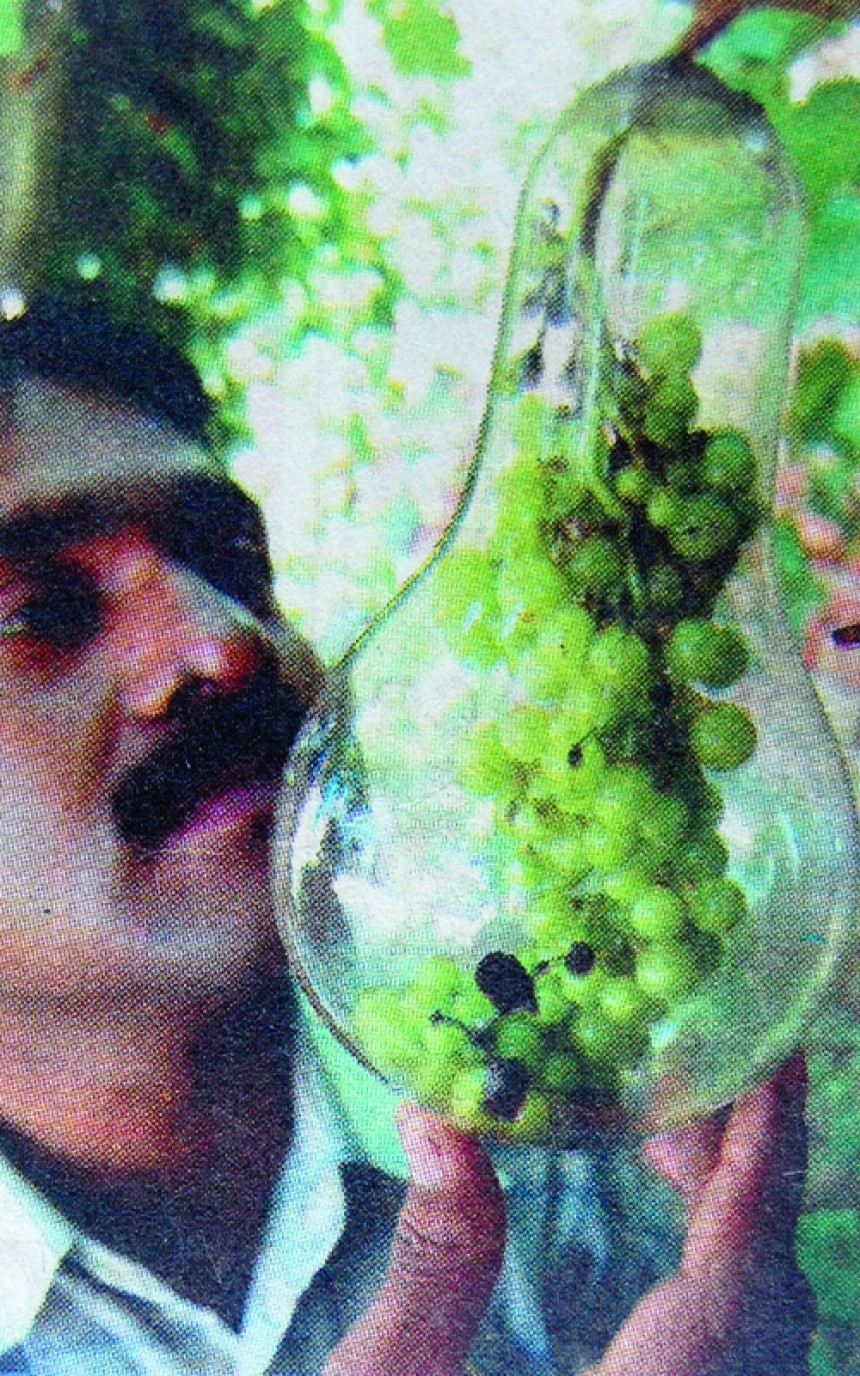 Grapes Production in a Bulb